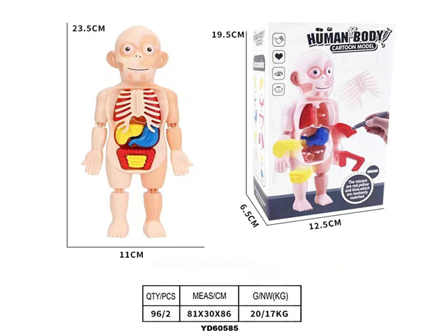 HUMAN BODY STRUCTURE MODEL